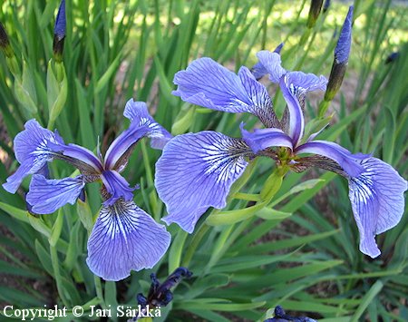 Iris versicolor kirjokurjenmiekka